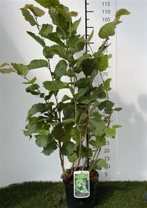 Corylus avellana 60-80 cm cont. 3,0L - afbeelding 4