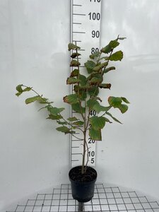 Corylus avellana 80-100 cm cont. 3,0L - afbeelding 5