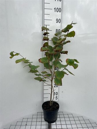 Corylus avellana 80-100 cm cont. 3,0L - afbeelding 4