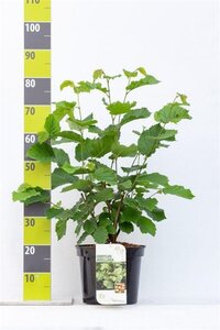 Corylus avellana 80-100 cm cont. 7,5L - afbeelding 8