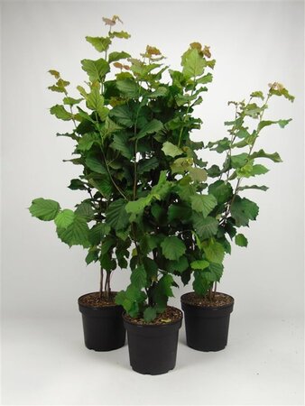 Corylus avellana 80-100 cm cont. 7,5L - image 4