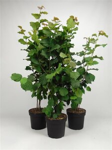 Corylus avellana 80-100 cm cont. 7,5L - image 4