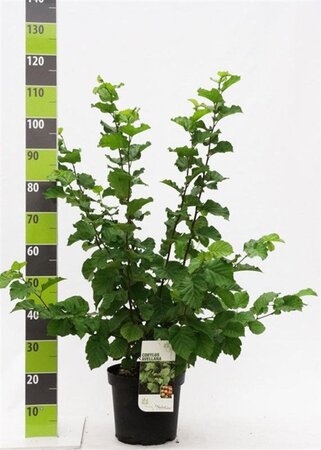 Corylus avellana 80-100 cm cont. 7,5L - image 4