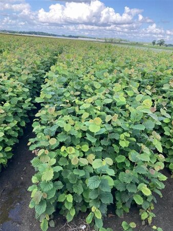 Corylus avellana 80-100 cm wortelgoed 1-jarige zaailingen - afbeelding 1