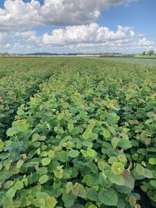 Corylus avellana 80-100 cm wortelgoed 1-jarige zaailingen - afbeelding 2