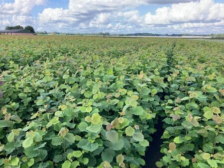 Corylus avellana 80-100 cm wortelgoed 1-jarige zaailingen - afbeelding 3