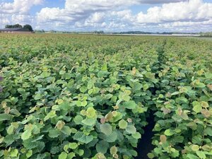 Corylus avellana 80-100 cm wortelgoed 1-jarige zaailingen - afbeelding 3