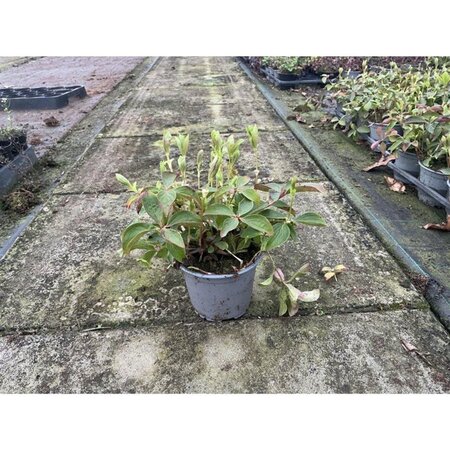 Cornus canadensis geen maat specificatie P10,5cm - afbeelding 5
