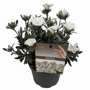 Convolvulus cneorum 20-25 cm cont. 2,0L - afbeelding 2