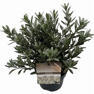 Convolvulus cneorum 20-25 cm cont. 2,0L - afbeelding 5