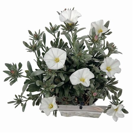 Convolvulus cneorum 20-25 cm cont. 2,0L - afbeelding 3