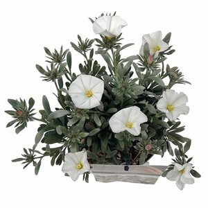 Convolvulus cneorum 20-25 cm cont. 2,0L - afbeelding 3