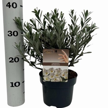 Convolvulus cneorum 20-25 cm cont. 2,0L - afbeelding 7