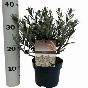 Convolvulus cneorum 20-25 cm cont. 2,0L - afbeelding 7