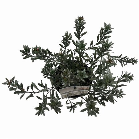 Convolvulus cneorum 20-25 cm cont. 2,0L - afbeelding 5