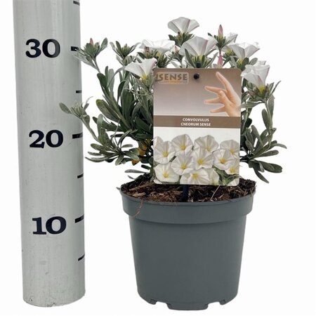 Convolvulus cneorum 20-25 cm cont. 2,0L - afbeelding 4