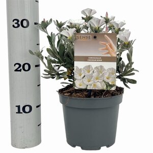 Convolvulus cneorum 20-25 cm cont. 2,0L - afbeelding 4