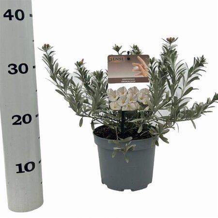 Convolvulus cneorum 20-25 cm cont. 2,0L - afbeelding 6