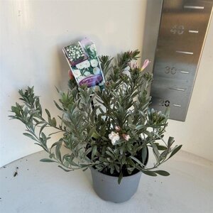 Convolvulus cneorum 20-25 cm cont. 2,0L - afbeelding 8