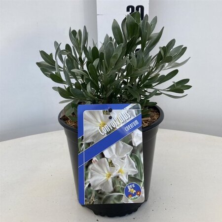 Convolvulus cneorum 20-25 cm cont. 2,0L - afbeelding 3