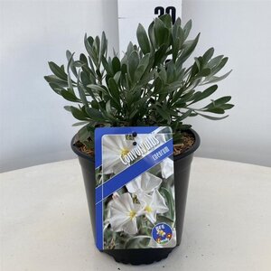 Convolvulus cneorum 20-25 cm cont. 2,0L - afbeelding 3