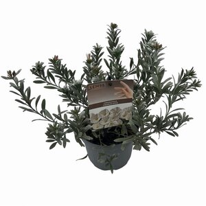 Convolvulus cneorum 20-25 cm cont. 2,0L - afbeelding 7