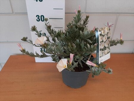 Convolvulus cneorum geen maat specificatie cont. 3,0L