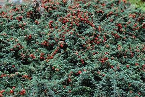 Cotoneaster cochleatus 25-30 cm cont. 3,0L
