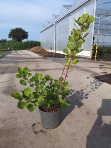 Cotinus coggygria 60-80 cm cont. 10L - afbeelding 2