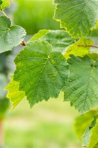 Corylus colurna 18-20 Hoogstam draadkluit 3 X verplant - afbeelding 3