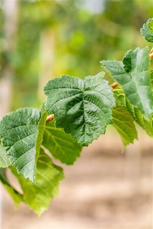 Corylus colurna 25-30 Hoogstam draadkluit 4 X verplant - afbeelding 2