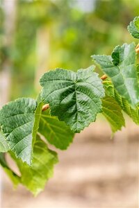 Corylus colurna 70-80 HO draadkluit - afbeelding 2