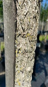 Corylus colurna 8-10 Hoogstam draadkluit - afbeelding 5