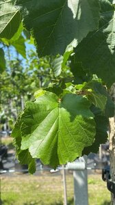 Corylus colurna 8-10 Hoogstam draadkluit - afbeelding 7