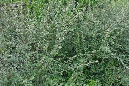 Cotoneaster conspicuus 30-40 cm cont. 2,0L