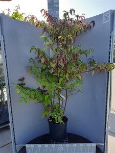 Cornus controversa 125-150 cm cont. 18L