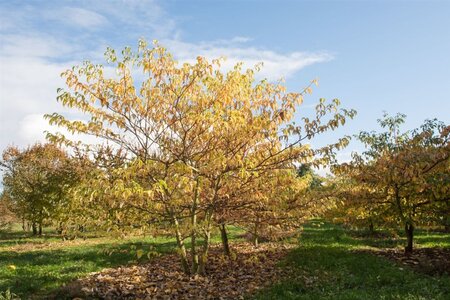 Cornus controversa 125-150 cm met kluit struik - afbeelding 9