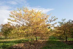 Cornus controversa 125-150 cm met kluit struik - afbeelding 9