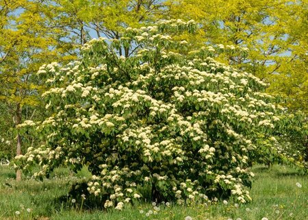 Cornus controversa 175-200 cm met kluit struik - afbeelding 10