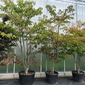 Cornus controversa 300-350 cm container multi-stem