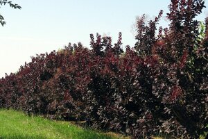 Cotinus cog. 'Royal Purple' 100-125 cm met kluit