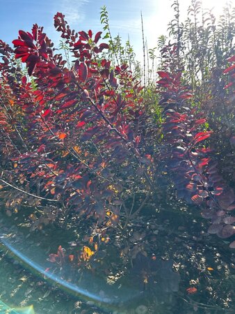 Cotinus cog. 'Royal Purple' 100-125 cm met kluit - afbeelding 5