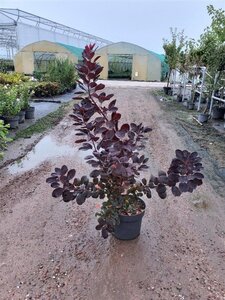 Cotinus cog. 'Royal Purple' 60-80 cm cont. 10L - afbeelding 7