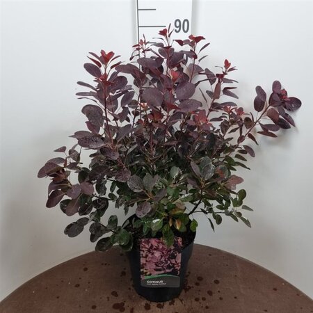 Cotinus cog. 'Royal Purple' 60-80 cm cont. 10L - afbeelding 6