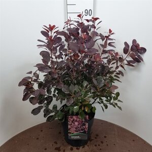 Cotinus cog. 'Royal Purple' 60-80 cm cont. 10L - afbeelding 6