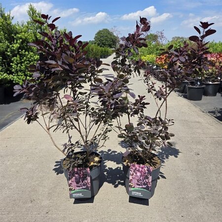 Cotinus cog. 'Royal Purple' 60-80 cm cont. 10L - afbeelding 5
