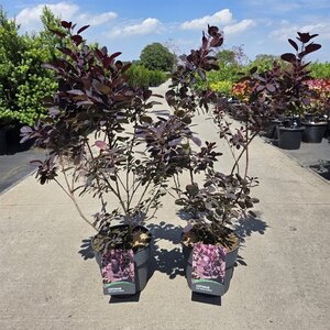 Cotinus cog. 'Royal Purple' 60-80 cm cont. 10L - afbeelding 5