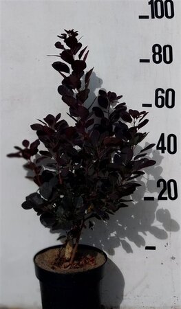 Cotinus cog. 'Royal Purple' 60-80 cm cont. 10L - afbeelding 5