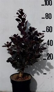 Cotinus cog. 'Royal Purple' 60-80 cm cont. 10L - afbeelding 5