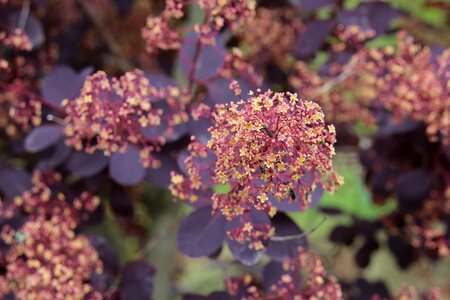 Cotinus cog. 'Royal Purple' 60-80 cm container - afbeelding 4